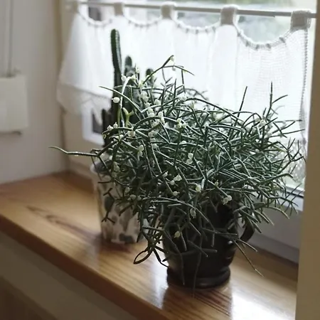 Miodowe Zacisze Kamianna